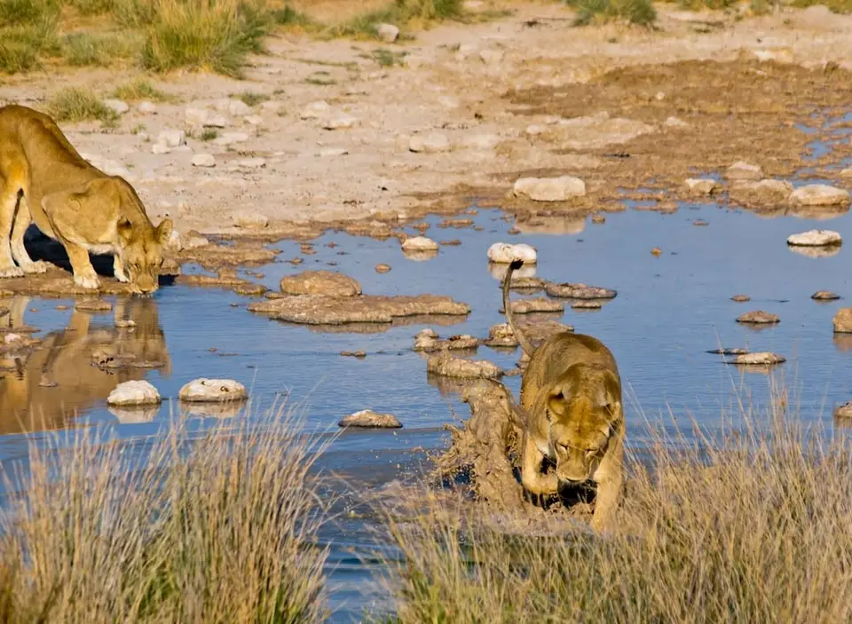 LoewenWassertretenII.jpg
