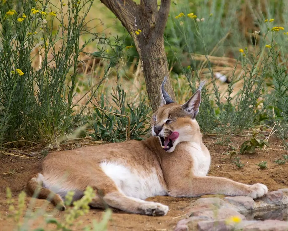 Luchs-2.jpg