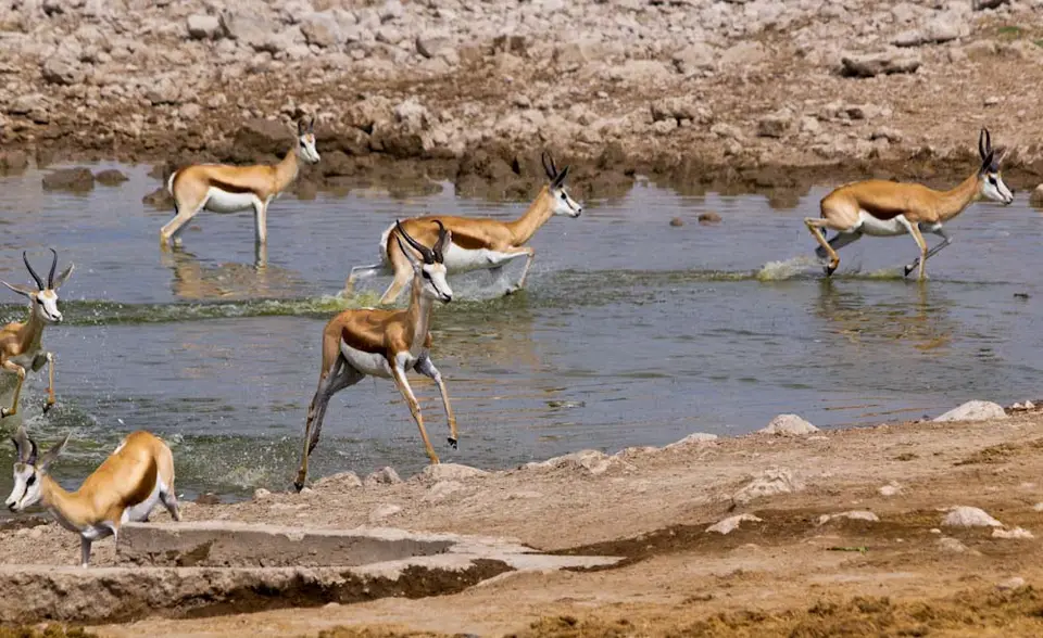 Springbock.jpg