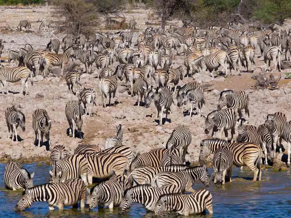 Zebras-2_2011-12-16.jpg