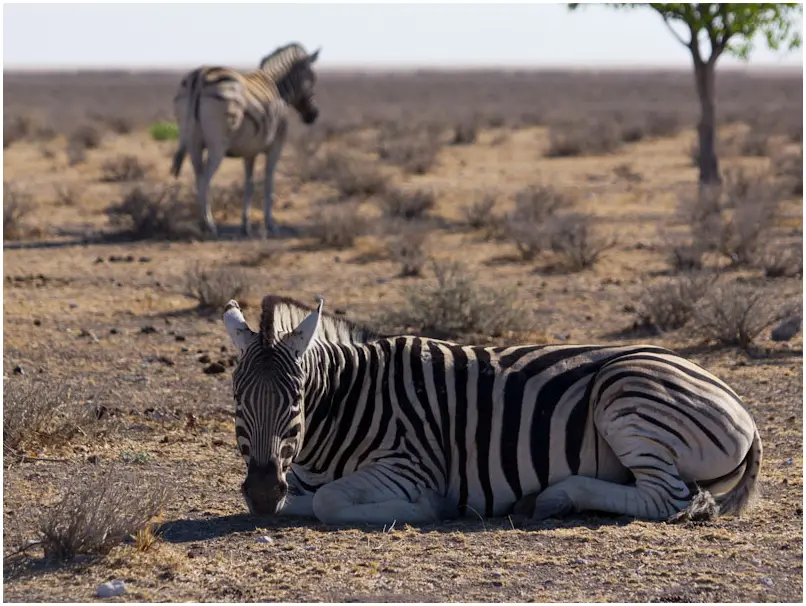 Zebras-3.jpg
