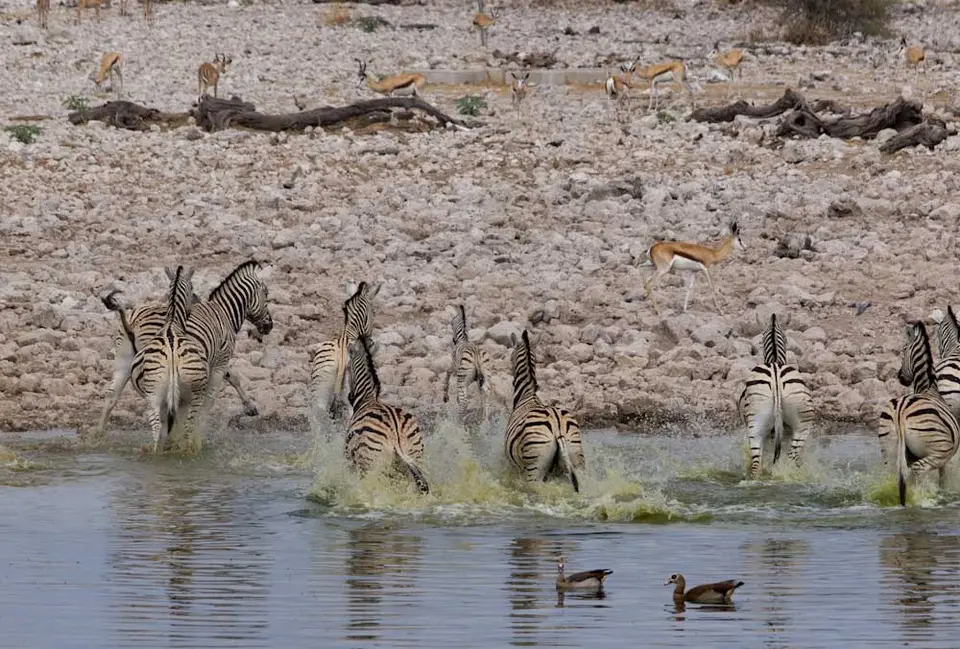 ZebrasI-2.jpg