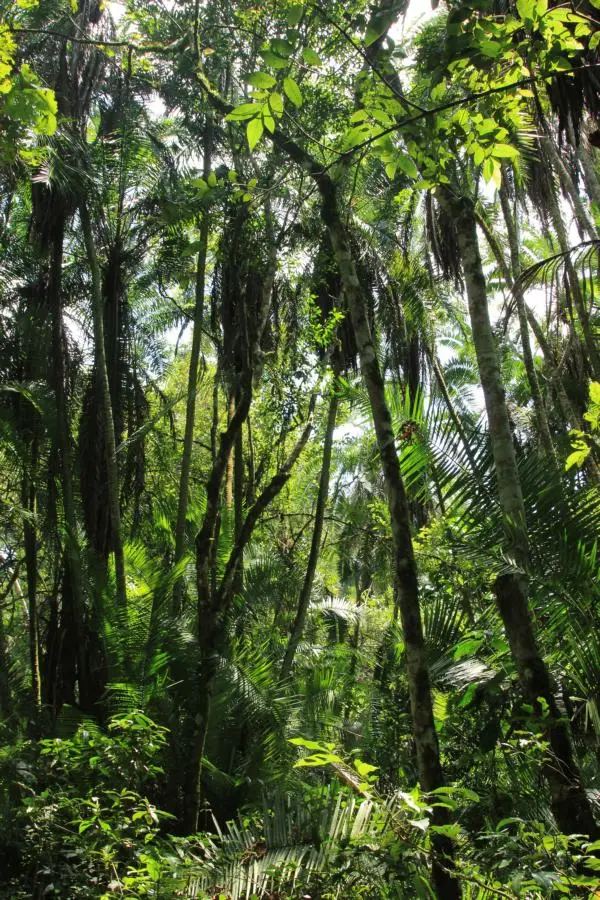K800_KibaleForest.JPG
