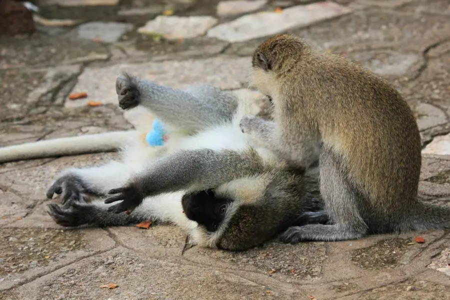 K800_Meerkatze_2011-10-22.JPG