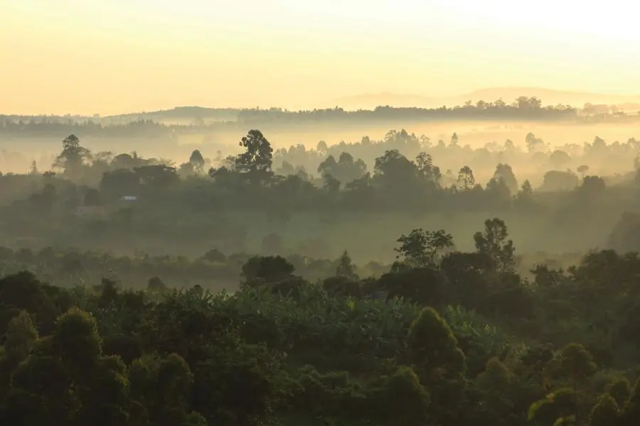 K800_WegzumKibaleForest.JPG
