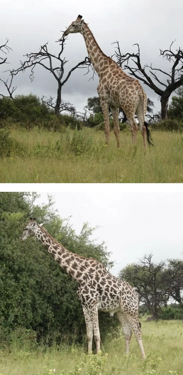2Giraffen.jpg