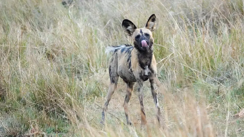K10-Wildhund-2.jpg