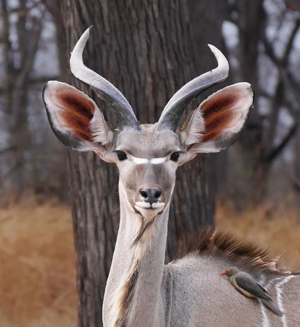 K11-Kudu.jpg