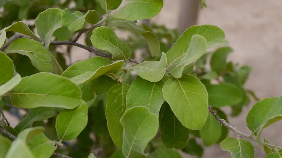 K12-Apfelblattbaum.jpg