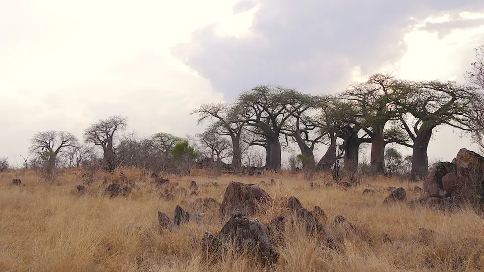 K13-Baobab-Gruppe.jpg