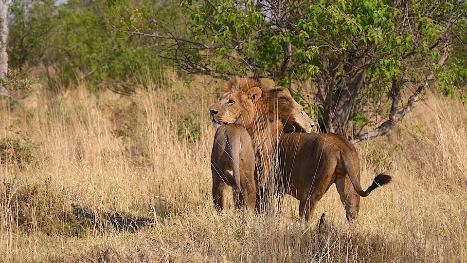 K7-Löwenzebras.jpg