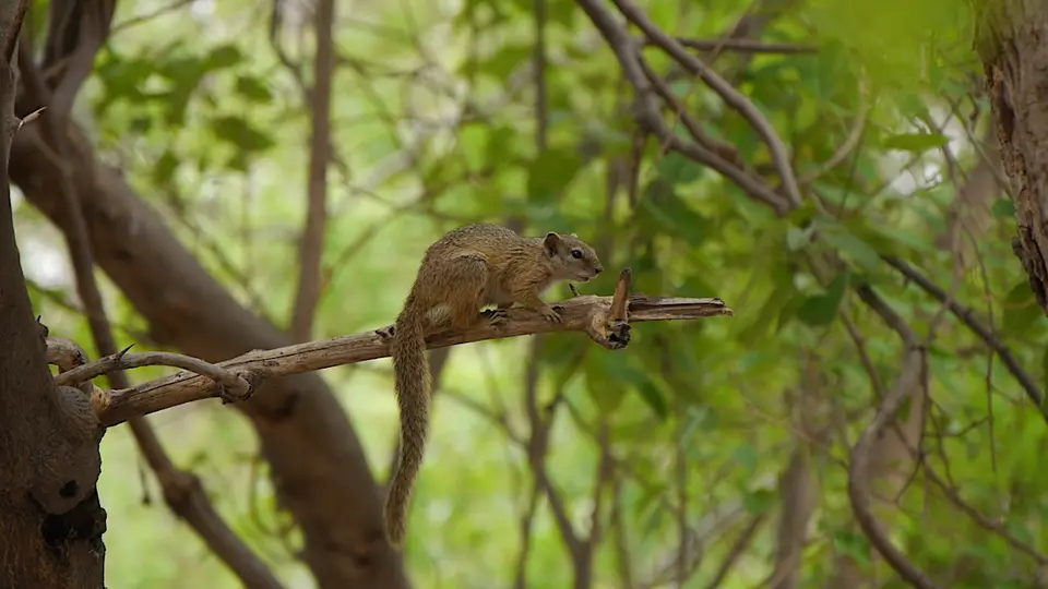 K8-Baumhörnchen.jpg