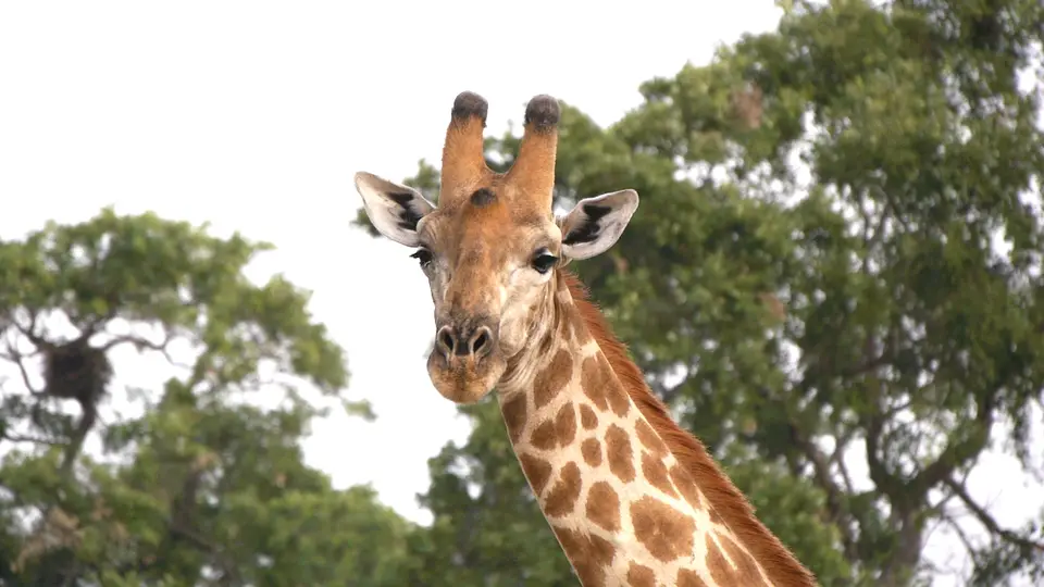 K8-Giraffeharmlos.jpg