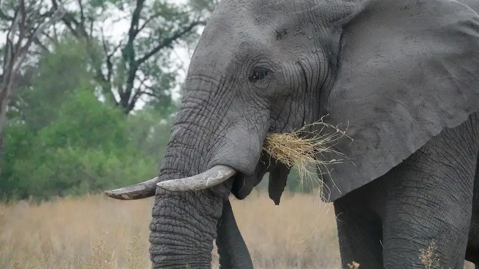 K9-Elefant.jpg