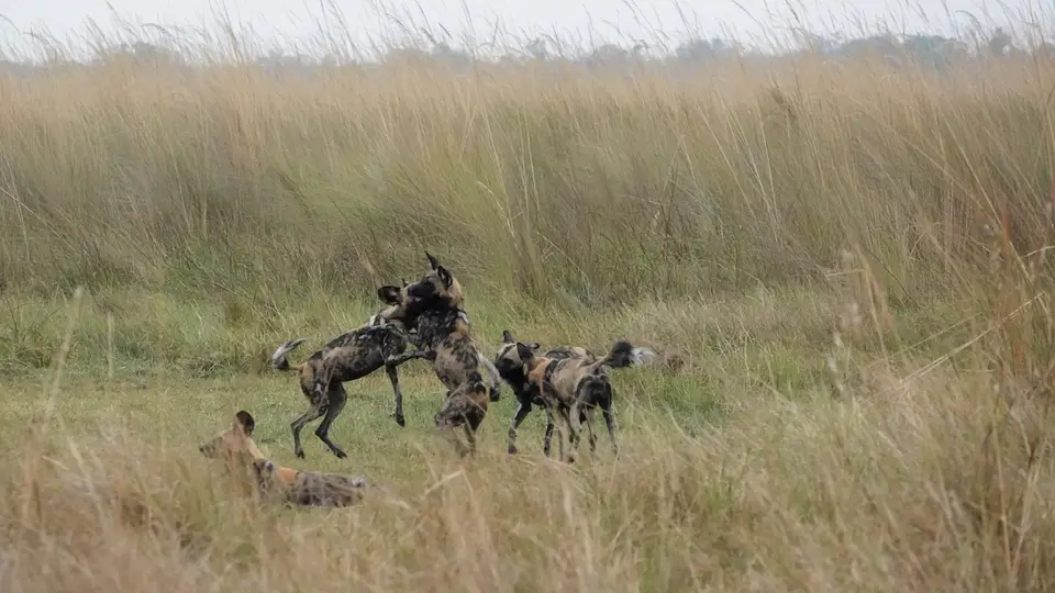k10-WildhundeSpiel.jpg