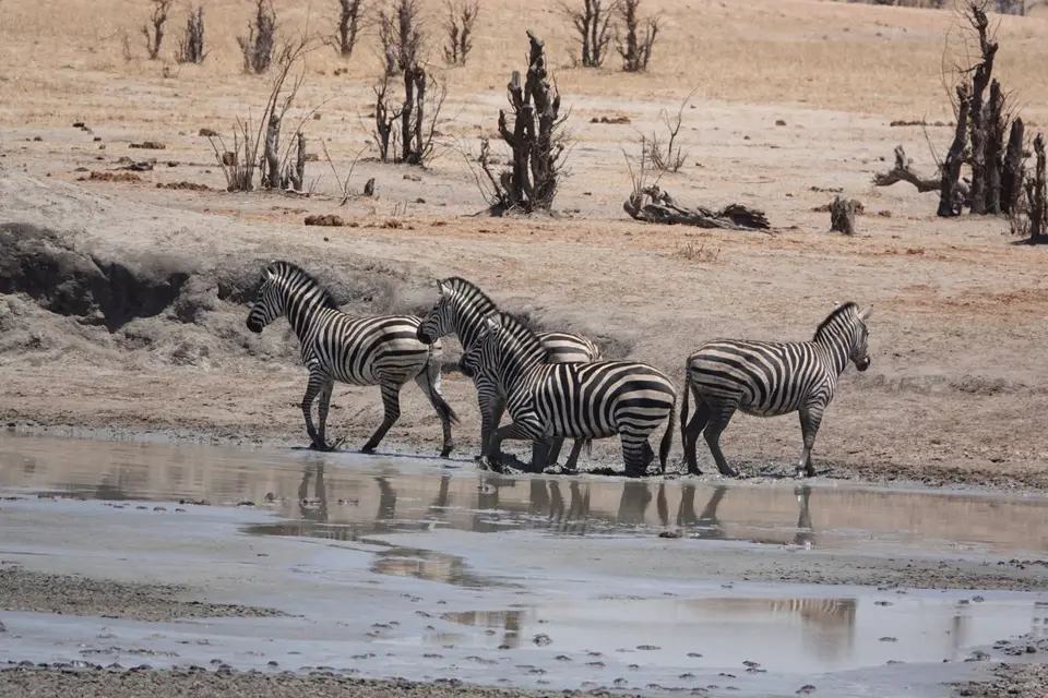 zebra.jpg
