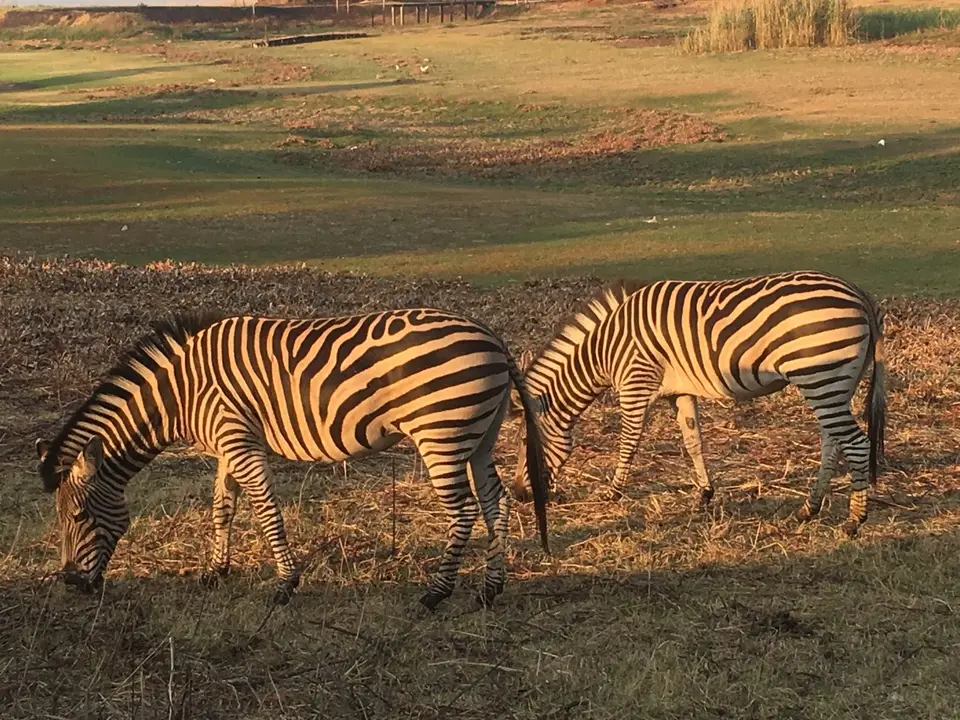 zebra1.jpg