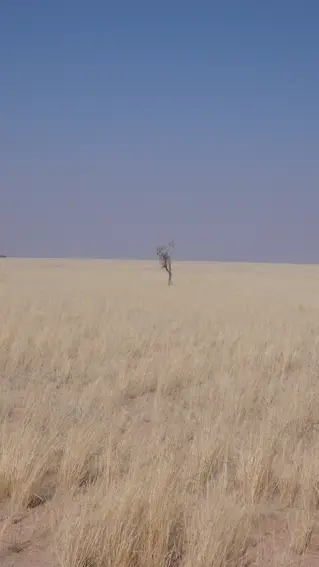 2_baum.JPG