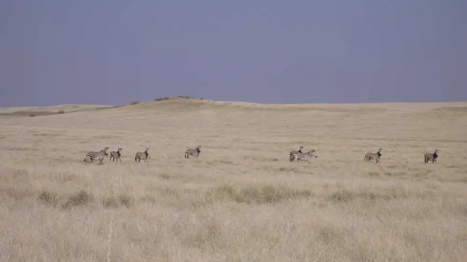 3zebras_hartmann.JPG