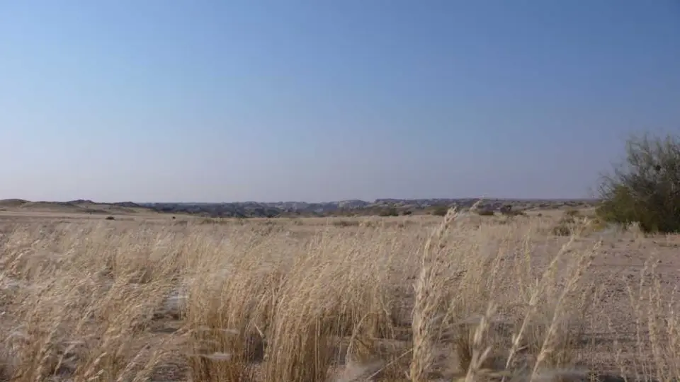 8_gras_in_der_namib.JPG