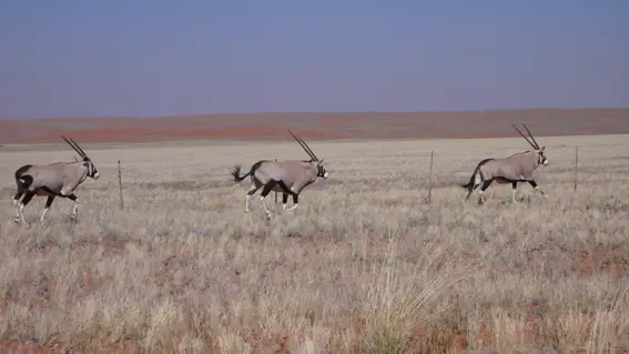oryx1.JPG
