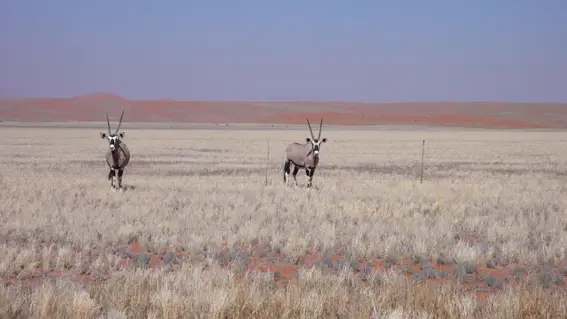 oryx2.JPG