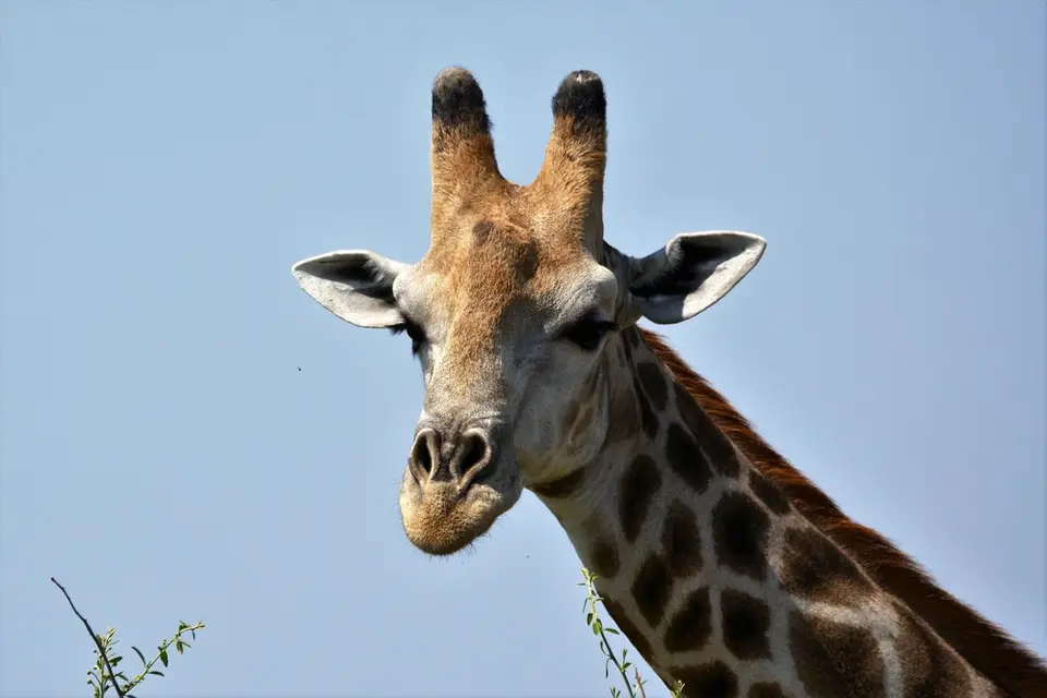 comp_DSC_4244.jpg