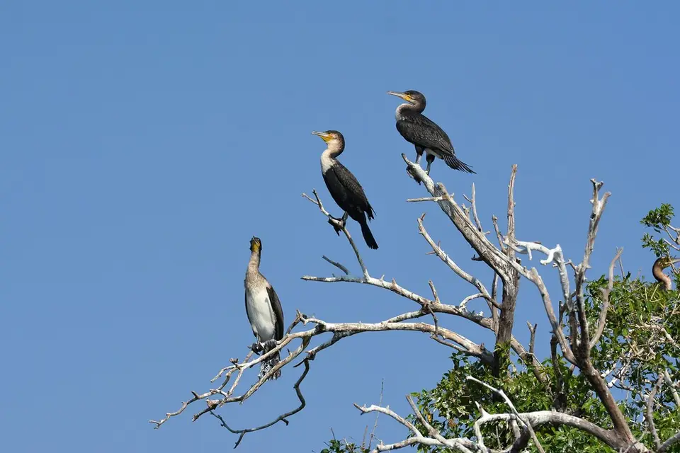 comp_DSC_4310.jpg