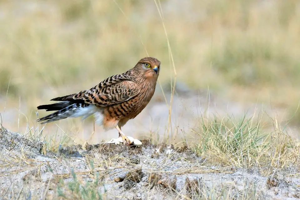 comp_DSC_6325.jpg