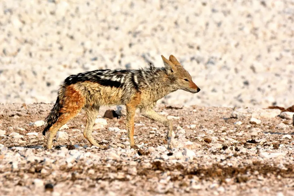 comp_DSC_6383.jpg