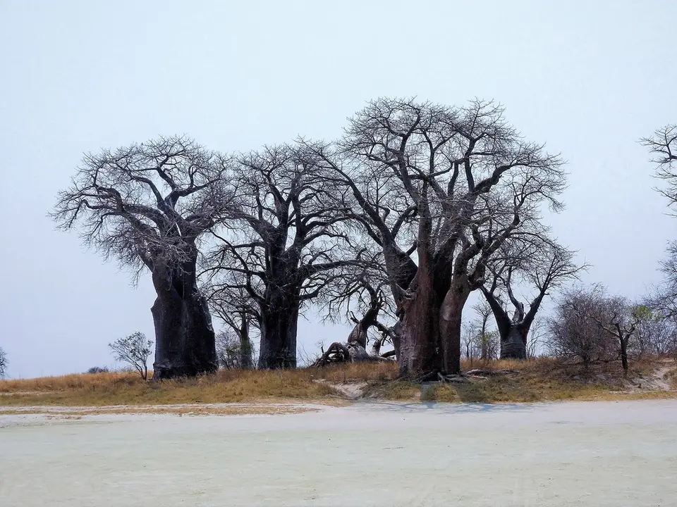 comp_P1080052.jpg