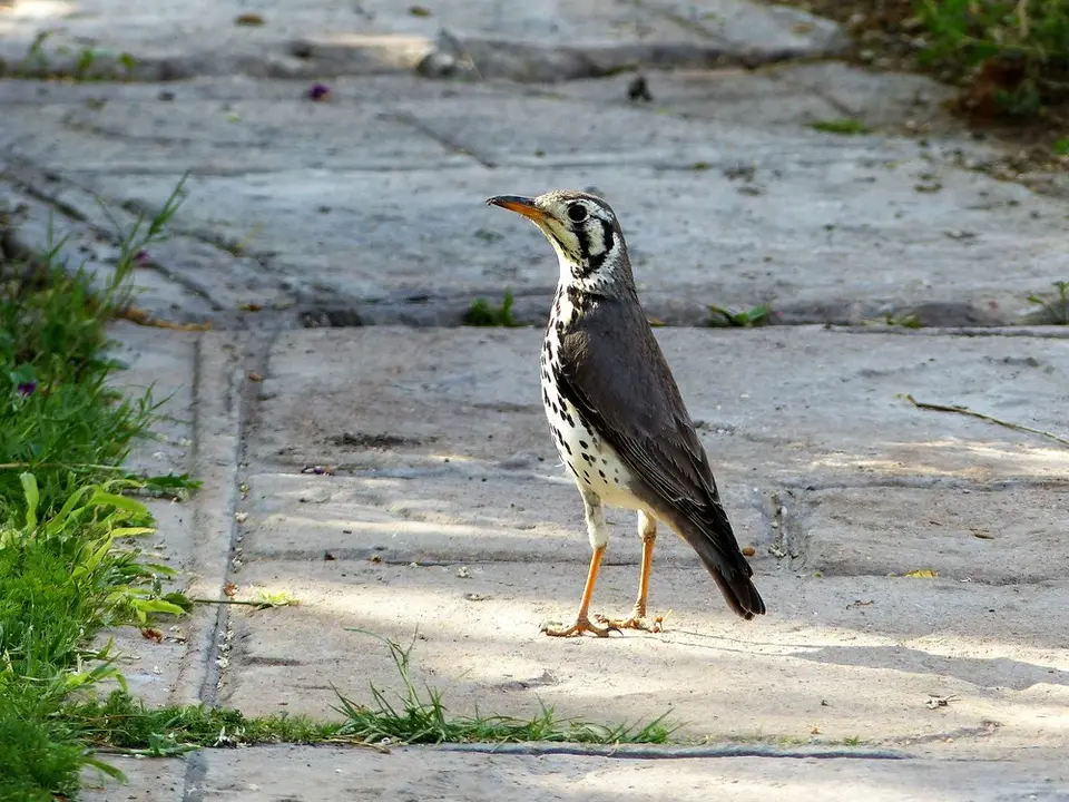 comp_P1090137.jpg
