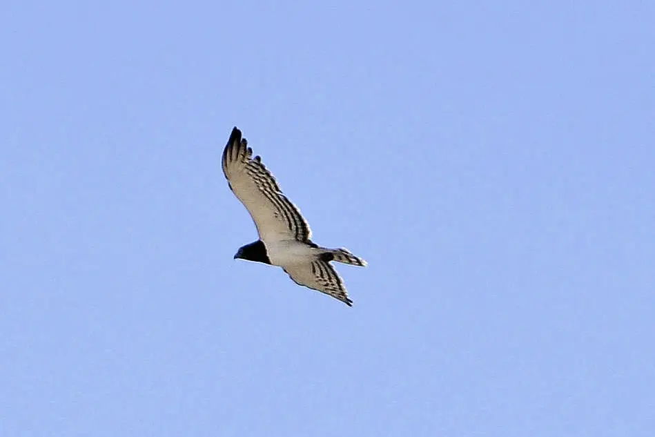 h96b4890.jpg