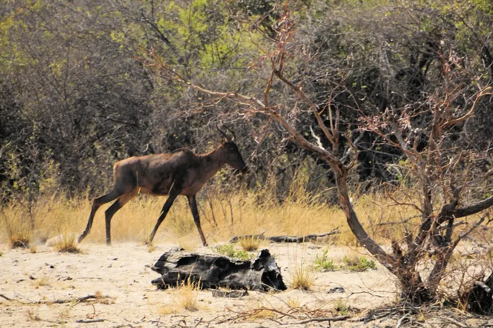 hc8e3a87.jpg