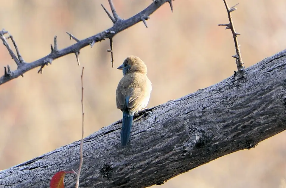 hdcee2d6.jpg