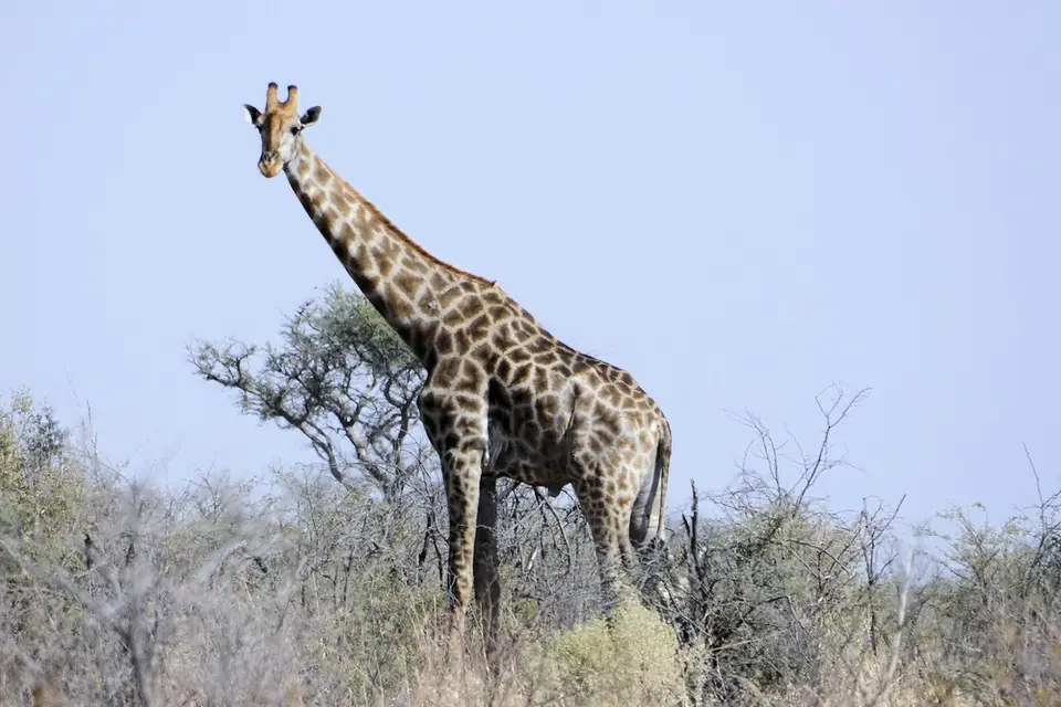 he685223.jpg