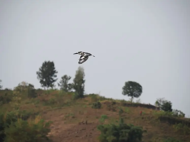 Vogel-im_Flug-400mm-Ganz.jpg