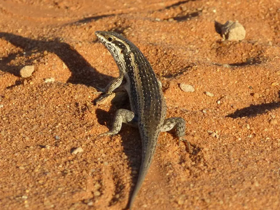 KalahariTreeSkink.JPG