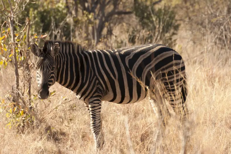 IMG_7758Zebra_1_1.jpg