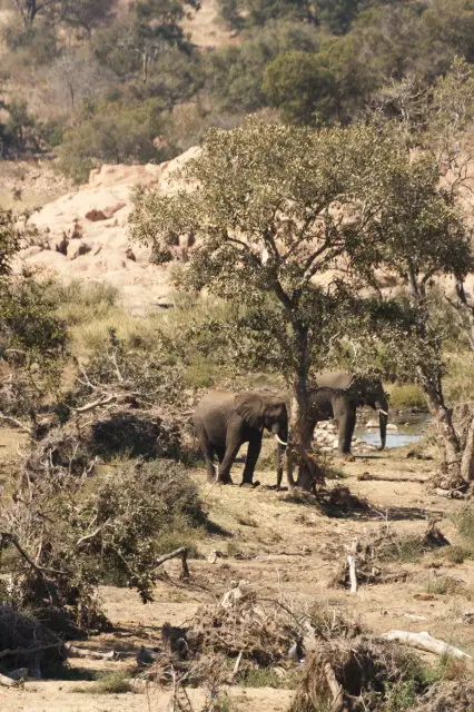 IMG_8959ElefantenzwischenSweniundTshokwane_1.jpg