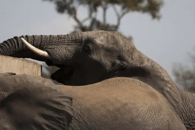 IMG_9028Elefant_1.jpg