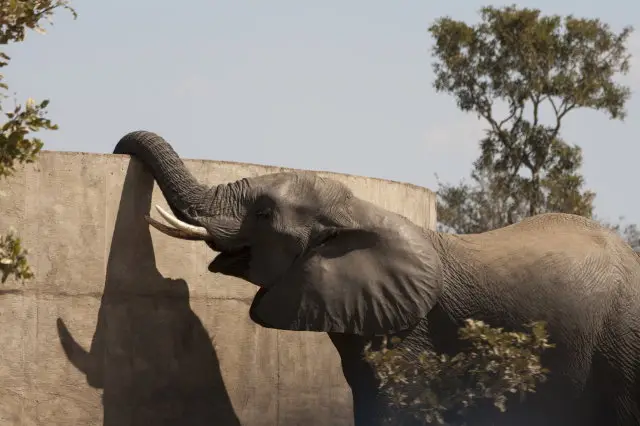IMG_9030Elefant_1.jpg