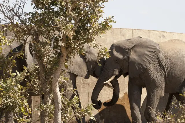 IMG_9033Elefant_1.jpg