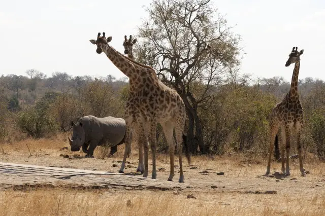 IMG_9034NashornundGiraffe_1.jpg