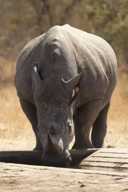 IMG_9038Nashorn_1.jpg