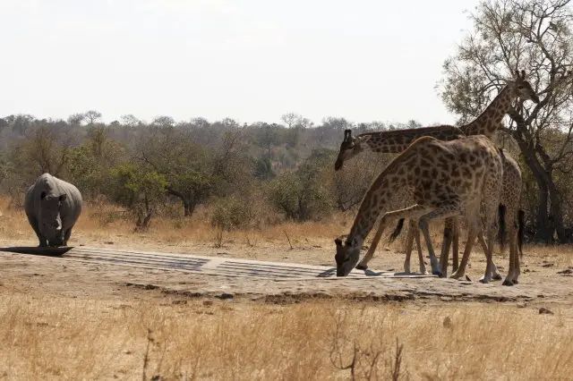 IMG_9039NashornundGiraffebeimTrinken_1.jpg