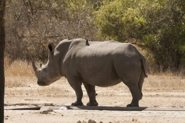 IMG_9131Rhino_1.jpg