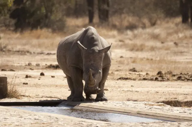 IMG_9140Rhino_1.jpg