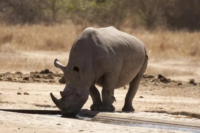 IMG_9142Rhino_1.jpg