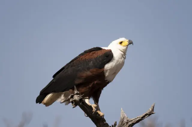 IMG_9147Adler_1.jpg